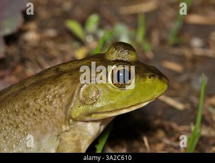American Bullfrog Lithobates catesbeianus profilo laterale della testa natura anfibia fauna selvatica. Foto Stock