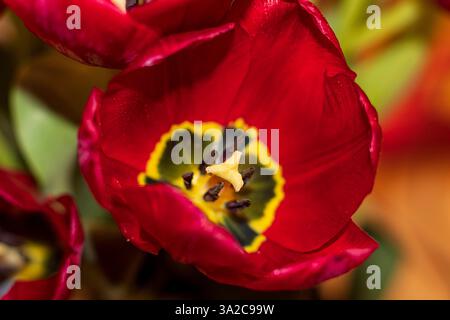 Primo piano dei tulipani rossi freschi Foto Stock