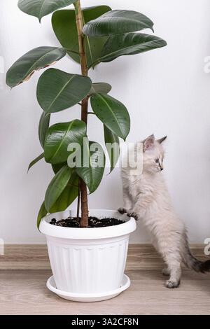 Un gattino soffice si erge sulle zampe posteriori, curiosamente ispezionando una grande pianta di gomma in una pentola bianca. Ritaglio verticale. Foto Stock