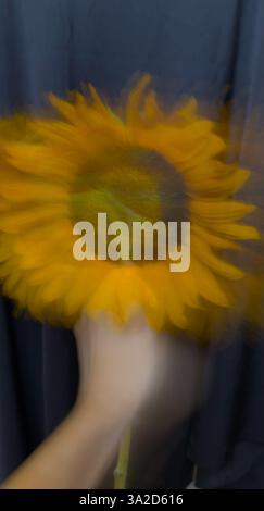Una fotografia artistica verticale di un girasole con un effetto di sfocatura in movimento. Il fiore sembra essere in movimento su uno sfondo nero, creando una S. Foto Stock