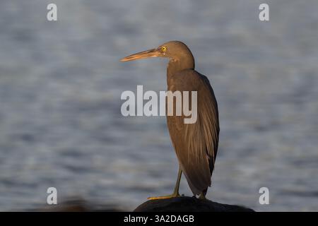Un solo Egret della barriera corallina orientale o Heron è appollaiato strategicamente su una roccia accanto all'acqua all'alba in attesa che i pesci nuotino oltre il suo luogo di caccia. Foto Stock