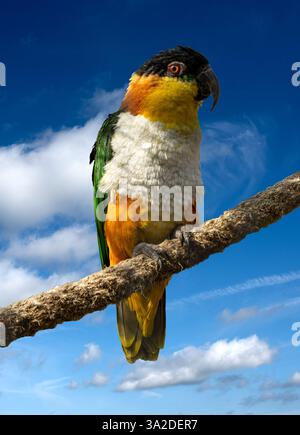 Pappagallo dalla testa nera (Psittiparus margaritae) del sud-est asiatico Foto Stock
