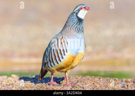 alectoris rufa con le gambe rosse che si staglia su un terreno roccioso con uno sfondo naturale sfocato. primo piano dettagliato che mostra il vivace piumaggio dell'uccello Foto Stock