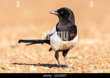 Primo piano del magpie eurasiatico (Pica pica) sul terreno in ambiente naturale, Ciudad Real, Spagna Foto Stock