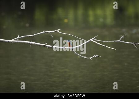 Un piccolo pescatore comune (Alcedo atthis) arroccato su un ramo morto caduto sopra il lago. Foto Stock