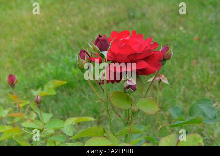 Sfondo di rose rosse in giardino. Fiori di rosa su un cespuglio verde. Giardino di fiori in estate. Giardino del cottage. Foto Stock