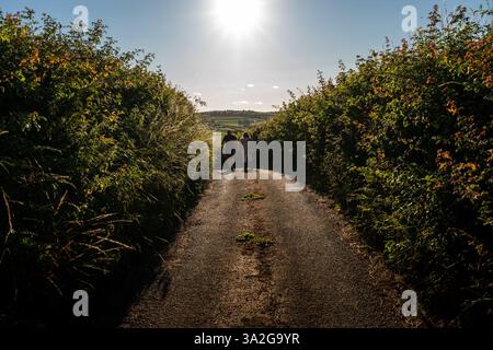 Due personaggi che camminano lungo una piccola stradina di campagna con alte siepi su entrambi i lati e sole sopra Foto Stock