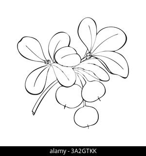 Bacche su ramo con foglie, contorno scuro, isolate su sfondo bianco. Illustrazione vettoriale Illustrazione Vettoriale