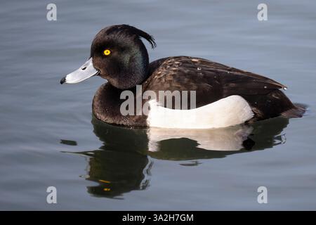 Aythya fuligula Foto Stock