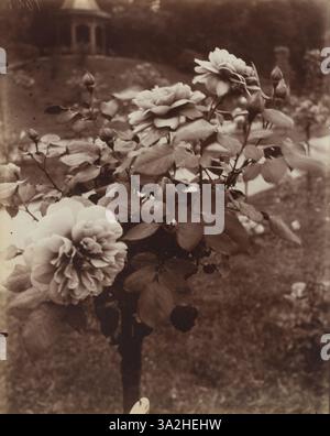 Una fotografia del 1921 di Eugène Atget di rose nel Bagatelle Garden, Parigi. L'immagine evidenzia la bellezza dei fiori e l'ambiente naturale del giardino. Foto Stock