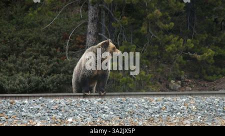 20 maggio 2014 - Calgary, AB, Canada - Un grizzly cerca spuntini lungo i binari appena ad ovest di Lake Louise, alta, martedì 20 maggio 2014. L'orso ha sentito un treno arrivare e si è tolto di mezzo in fretta. Mike Drew/Calgary Sun/QMI Agency (immagine di credito: © Mike Drew/QMI Agency/ZUMAPRESS.com) Foto Stock