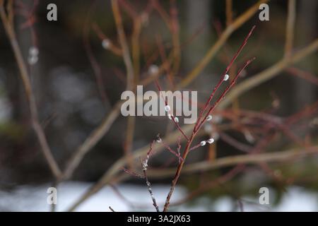 20 maggio 2014 - Calgary, AB, Canada - Salici lungo il fiume Bow a Lake Louise, alta, martedì 20 maggio 2014. La primavera arriva molto lentamente ad altitudini elevate. Mike Drew/Calgary Sun/QMI Agency (immagine di credito: © Mike Drew/QMI Agency/ZUMAPRESS.com) Foto Stock