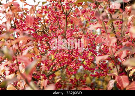 Cespuglio di mandrino comune (Euonymus europaeus), frutti cospicui in autunno, Erzgebirge, Sassonia, Germania, Europa Foto Stock