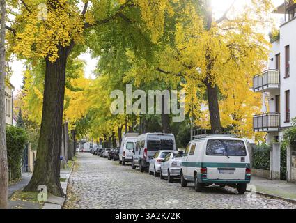 Viale con alberi di ginkgo (Ginkgo biloba L.) in colore fogliame autunnale a Bachstrasse, monumento naturale, Dresda, Sassonia, Germania, Europa Foto Stock