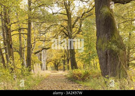 Quercia di elefante e viale con vecchie querce (Quercus) presso il grande stagno nella Spreer Heide in autunno, Haehnichen vicino a Rothenburg, alta Lusazia, Sassonia, GE Foto Stock