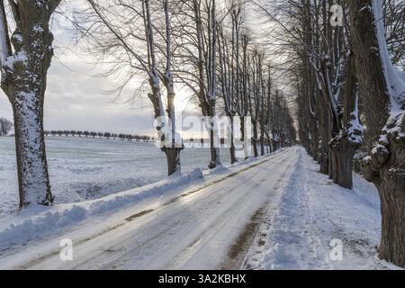 Winter linden avenue (Tilia) al sole della sera, la principale strada di accesso al castello di Bothmer, Kluetz, Meclemburgo-Vorpommern, Germania, Europa Foto Stock