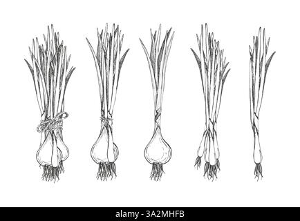 Set con cipolle. Mazzo di cipolle verdi legate con corda e oggetto singolo. Illustrazione grafica vettore isolato con sfondo bianco. Piume di cipolla Illustrazione Vettoriale