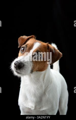 Jack Russell Terrier con inclinazione della testa e un aspetto curioso, su sfondo nero. Il volto espressivo e la postura del cane ne evidenziano Foto Stock