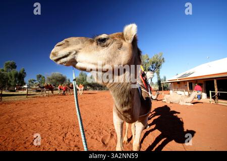 9 agosto 2014 - Uluru (Ayer'S Rock, Northern Territory, Australia - giro in cammello all'Ayer's Rock nel Parco Nazionale di Uluru, Australia (immagine di credito: © VW Pics/ZUMA Wire) Foto Stock