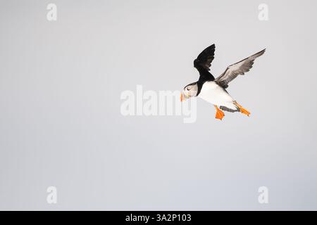 Volo Atlantic Puffin (Fratercula arctica) Foto Stock