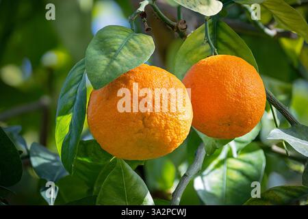 Arance mature appese in un rigoglioso frutteto, bagnate dalla luce calda del sole e da un paesaggio vivace Foto Stock