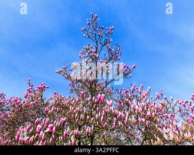 Arbusto di Magnolia in fiore in primavera - Tours, Indre-et-Loire (37), Francia. Foto Stock