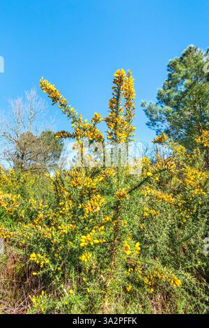 Cespugli in fiore (Ulex) a bordo strada - sud-Touraine, Francia. Foto Stock