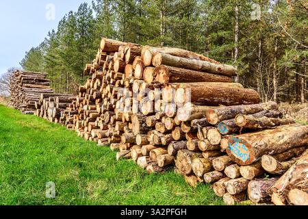 Grande pila di tronchi di legno dolce appena abbattuti e tagliati per uso commerciale - sud-Touraine, Francia. Foto Stock