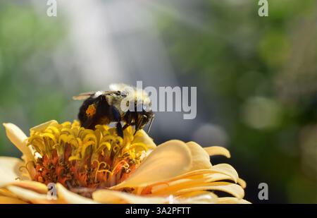 Bumble per primo piano seduto su un fiore di zinnia giallo che raccoglie polline con sfondo bokeh verde defocalizzato e spazio di copia Foto Stock