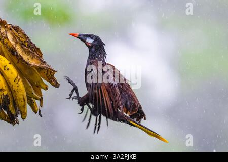 La Montezuma oropendola, Psarocolius montezuma, in volo Foto Stock