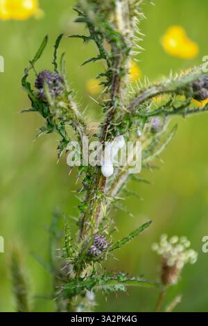 La schiuma di un Froghopper o Spittle Bug (Philaenus spumarius) conosciuto come sputo di cucù, su una pianta di Cardo, Inghilterra, Regno Unito Foto Stock