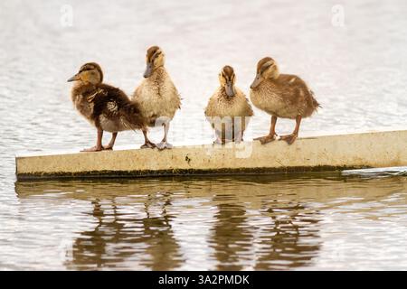 Un gruppo di quattro giovani anatre si trova su una stretta banchina di cemento, i cui corpi sono dettagliati in modo nitido. Un anatroccolo muove leggermente il becco. Foto Stock
