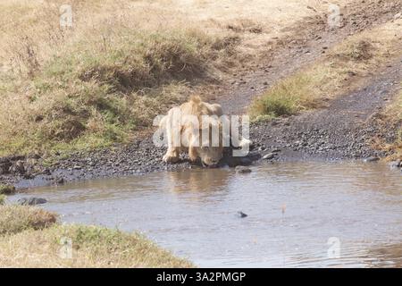 Leone maschio minorenne che beve dal pozzo d'acqua del Serengeti National Park, Tanzania. Fauna selvatica africana, scena safari, comportamento dei predatori, savana selvaggia. Foto Stock