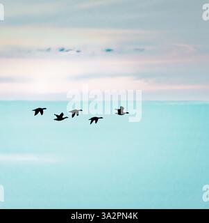 Oche in volo, Ebridi esterne, Scozia Foto Stock