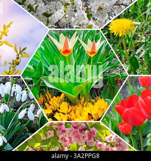 Paesaggio primaverile. Colorato collage di fiori e giardini. Modello a mosaico. Foto Stock