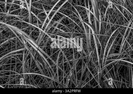 American Dunegrass, Leymus mollis, dune di sabbia ancorate all'Ocean City State Park, Washington State, USA Foto Stock