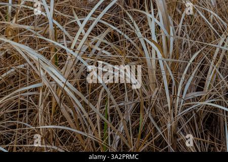 American Dunegrass, Leymus mollis, dune di sabbia ancorate all'Ocean City State Park, Washington State, USA Foto Stock