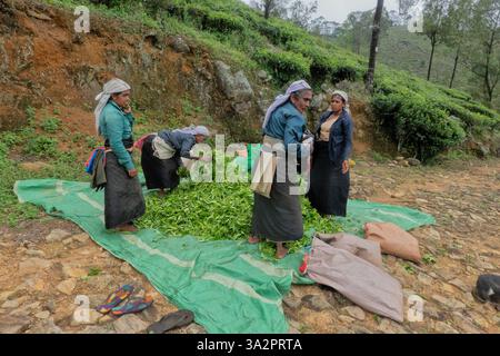 Raccoglitori di tè Tamil presso la tenuta di tè di Santa Caterina, Pekoe Trail, Ella, Sri Lanka Foto Stock