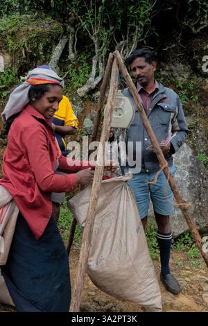 Raccoglitori di tè Tamil presso la tenuta di tè di Santa Caterina, Pekoe Trail, Ella, Sri Lanka Foto Stock