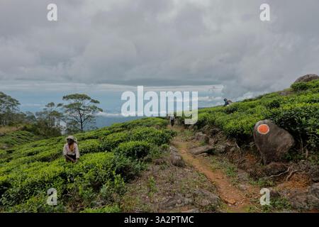 Escursioni attraverso la tenuta di tè di Santa Caterina, Pekoe Trail, Ella, Sri Lanka Foto Stock
