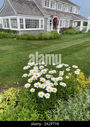Un gruppo di margherite fiorisce in un giardino estivo in una casa estiva sull'isola di Nantucket Foto Stock