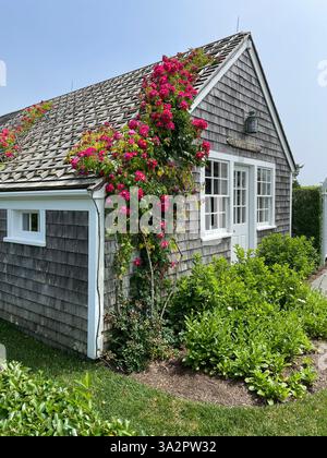 Le rose rosse fioriscono mentre si arrampicano sul lato e sul tetto di una casa per le vacanze grigia in cedro in una giornata estiva si trova a Siasconset, Massachusetts, a Nantucket Foto Stock