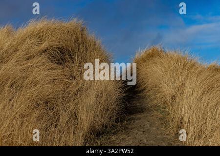 American Dunegrass, Leymus mollis, dune di sabbia ancorate all'Ocean City State Park, Washington State, USA Foto Stock