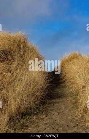 American Dunegrass, Leymus mollis, dune di sabbia ancorate all'Ocean City State Park, Washington State, USA Foto Stock