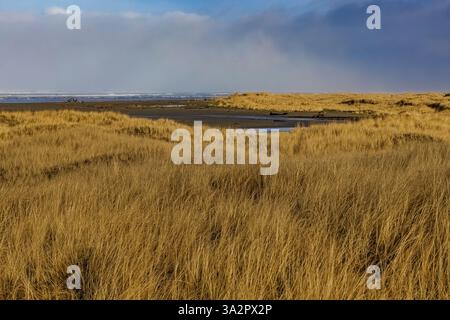American Dunegrass, Leymus mollis, dune di sabbia ancorate all'Ocean City State Park, Washington State, USA Foto Stock