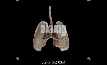 Fumatore polmoni umani. Rendering 3d generato dal computer Foto Stock