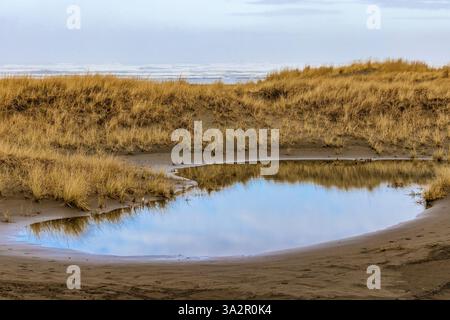 American Dunegrass, Leymus mollis, dune di sabbia ancorate all'Ocean City State Park, Washington State, USA Foto Stock