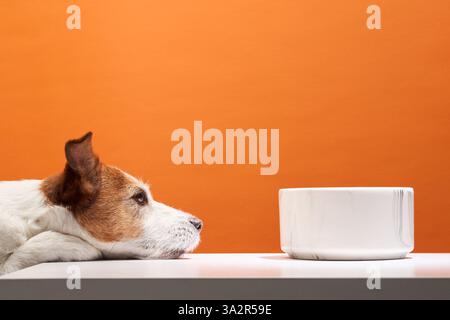 Un Jack Russell Terrier giace su un tavolo, fissando una ciotola con pazienza e desiderio. I cani calmano il comportamento e lo sguardo concentrato creano un ambiente sereno Foto Stock