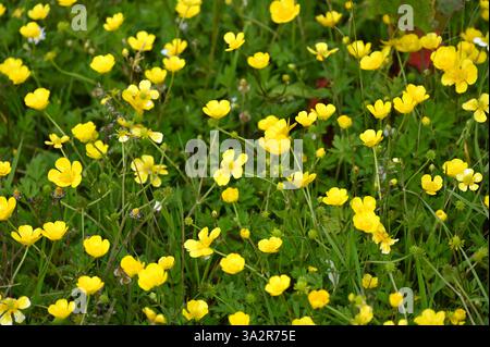 Giallo brillante fiori estivi lucidi di di zucca strisciante o Ranunculus repens UK June Foto Stock