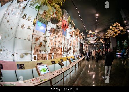 American Museum of Natural History Biodiversity Exhibit New York City // NEW YORK CITY, Stati Uniti — la mostra sulla biodiversità all'American Museum of Natural History mostra i diversi sistemi di vita della Terra e le sfide di conservazione. La sala della biodiversità del museo presenta esempi di organismi provenienti da vari ecosistemi, oltre a esposizioni interattive che spiegano i principi ecologici. Situato nell'Upper West Side di Manhattan, l'American Museum of Natural History ospita ampie collezioni scientifiche e mostre educative incentrate sulle scienze naturali. Foto Stock